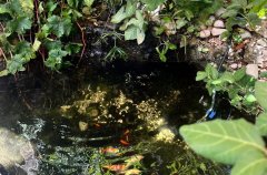 וילה De Caesarea 59