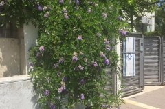 וילה אליס 37